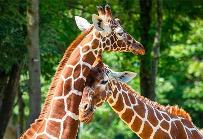 Porte-manteau enfant - Baby Giraffe In The Jungle